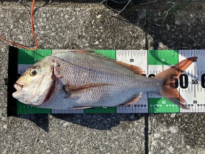 釣り筏 宇和海の2025年7月20日(日)4枚目の写真