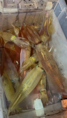 佑美丸の2025年7月21日(月)1枚目の写真