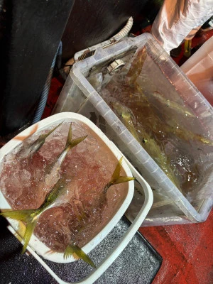 佑美丸の2025年7月21日(月)3枚目の写真