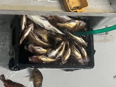 小川釣具（彗星マリン）の2025年7月19日(土)1枚目の写真