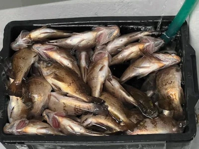 小川釣具（彗星マリン）の2025年7月19日(土)2枚目の写真