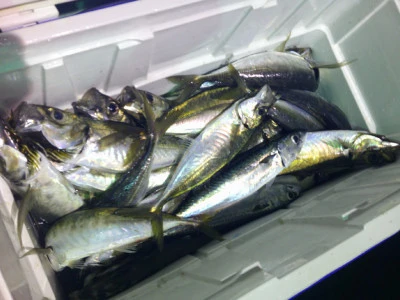 ゆたか丸の2025年7月18日(金)1枚目の写真