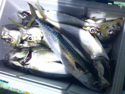 ゆたか丸の2025年7月18日(金)4枚目の写真