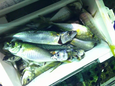 ゆたか丸の2025年7月19日(土)1枚目の写真