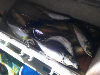 ゆたか丸の2025年7月19日(土)2枚目の写真