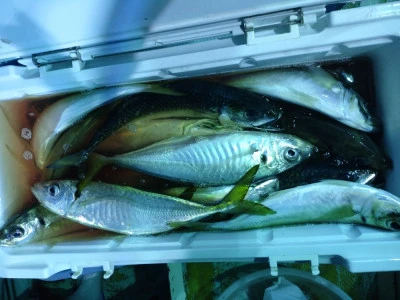 ゆたか丸の2025年7月26日(土)2枚目の写真