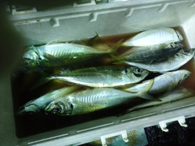 ゆたか丸の2025年7月26日(土)3枚目の写真