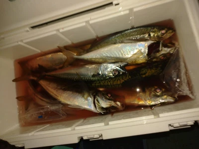 ゆたか丸の2025年7月26日(土)4枚目の写真