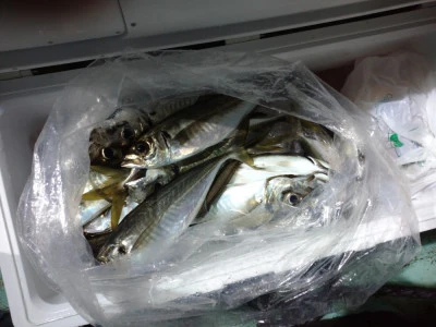 ゆたか丸の2025年7月26日(土)5枚目の写真