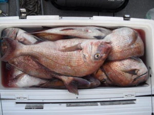 絢美丸の2025年7月16日(水)2枚目の写真