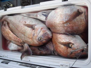 絢美丸の2025年7月16日(水)3枚目の写真