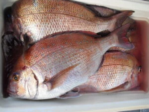 絢美丸の2025年7月16日(水)4枚目の写真