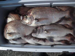 絢美丸の2025年7月17日(木)1枚目の写真