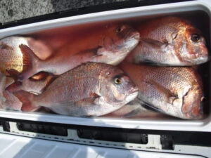 絢美丸の2025年7月17日(木)3枚目の写真