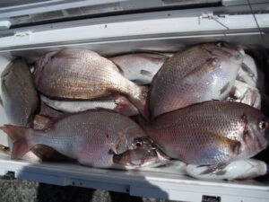 絢美丸の2025年7月22日(火)1枚目の写真