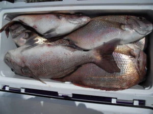 絢美丸の2025年7月22日(火)2枚目の写真