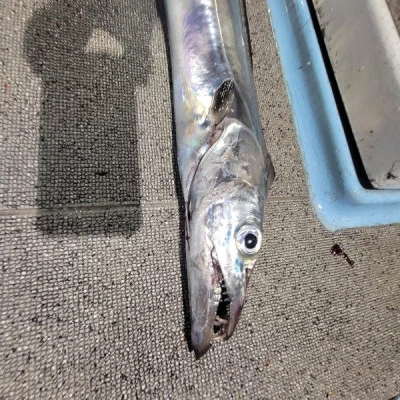 海晴丸の2025年7月12日(土)5枚目の写真