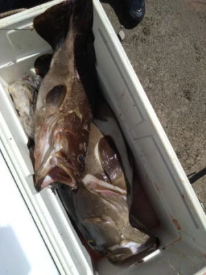 中山総合釣センター・海遊の2025年7月21日(月)4枚目の写真