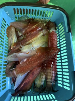 安延遊漁　建鳳丸の2025年8月5日(火)1枚目の写真