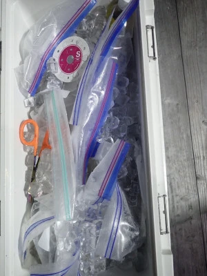 安延遊漁　建鳳丸の2025年8月5日(火)2枚目の写真