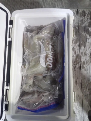 安延遊漁　建鳳丸の2025年8月5日(火)3枚目の写真