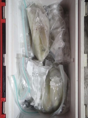 安延遊漁　建鳳丸の2025年8月5日(火)5枚目の写真