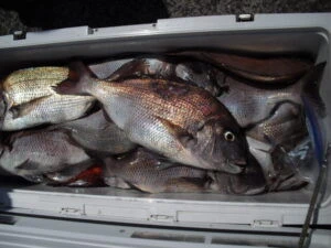 絢美丸の2025年8月1日(金)2枚目の写真