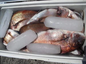 絢美丸の2025年8月1日(金)3枚目の写真