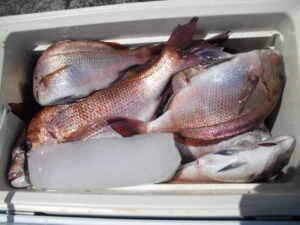 絢美丸の2025年8月1日(金)4枚目の写真