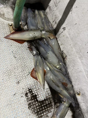 遊漁船響の2025年8月1日(金)5枚目の写真