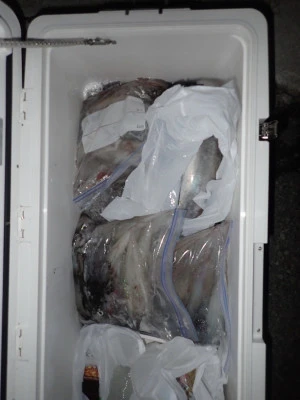 安延遊漁　建鳳丸の2025年8月9日(土)2枚目の写真