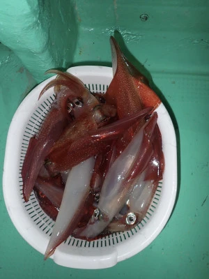 安延遊漁　建鳳丸の2025年8月12日(火)2枚目の写真