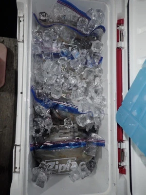 安延遊漁　建鳳丸の2025年8月12日(火)5枚目の写真