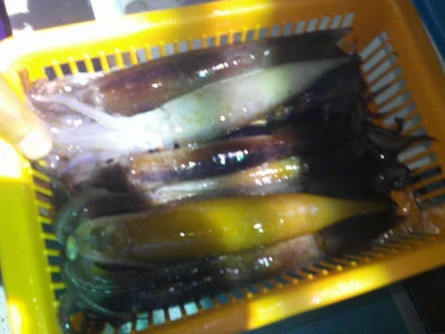 ゆたか丸の2025年8月2日(土)2枚目の写真