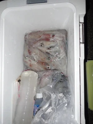 安延遊漁　建鳳丸の2025年8月14日(木)3枚目の写真