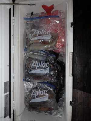 安延遊漁　建鳳丸の2025年8月14日(木)5枚目の写真