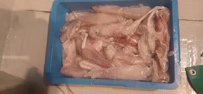 Fishing MOLA MOLAの2025年8月14日(木)4枚目の写真