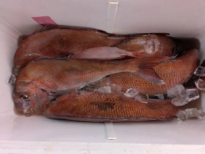 ヨシダマリンの2025年8月12日(火)3枚目の写真