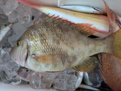 ヨシダマリンの2025年8月14日(木)2枚目の写真