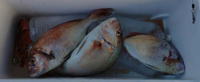 ヨシダマリンの2025年8月14日(木)4枚目の写真