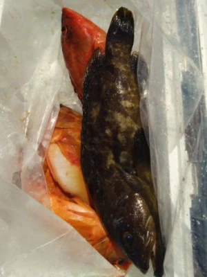 中山総合釣センター・海遊の2025年8月17日(日)4枚目の写真