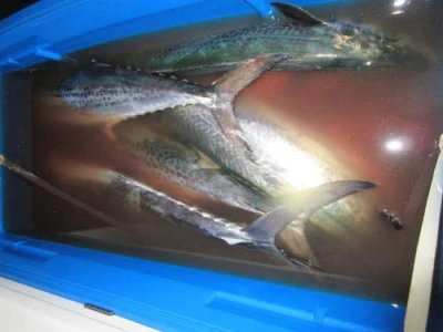 鈴木釣具店の2025年8月19日(火)3枚目の写真