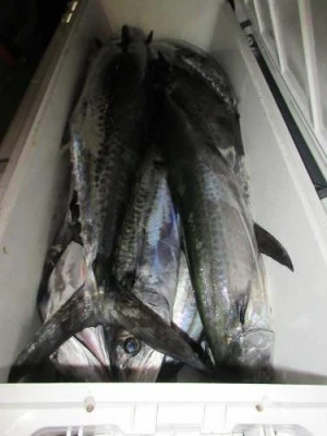 鈴木釣具店の2025年8月19日(火)5枚目の写真