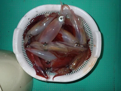 安延遊漁　建鳳丸の2025年8月21日(木)2枚目の写真