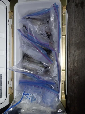 安延遊漁　建鳳丸の2025年8月21日(木)3枚目の写真