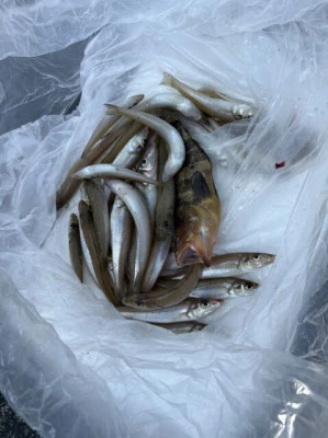 フィッシングセンター 海友の2025年8月23日(土)5枚目の写真