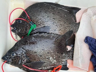 乙島丸の2025年8月11日(月)2枚目の写真