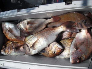 絢美丸の2025年8月15日(金)1枚目の写真