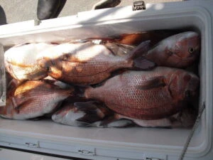 絢美丸の2025年8月15日(金)2枚目の写真