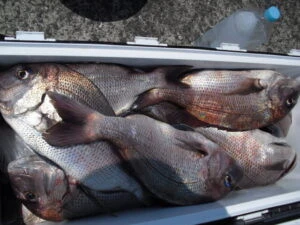 絢美丸の2025年8月15日(金)3枚目の写真